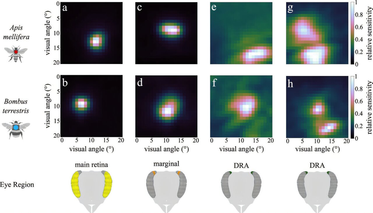 【全球汽車新技術觀察】9月上期〡ZF LIFETEC推出可變形方向盤；高通與寶馬推出Snapdragon Ride Pilot自動駕駛系統；保時捷發布感應充電系統